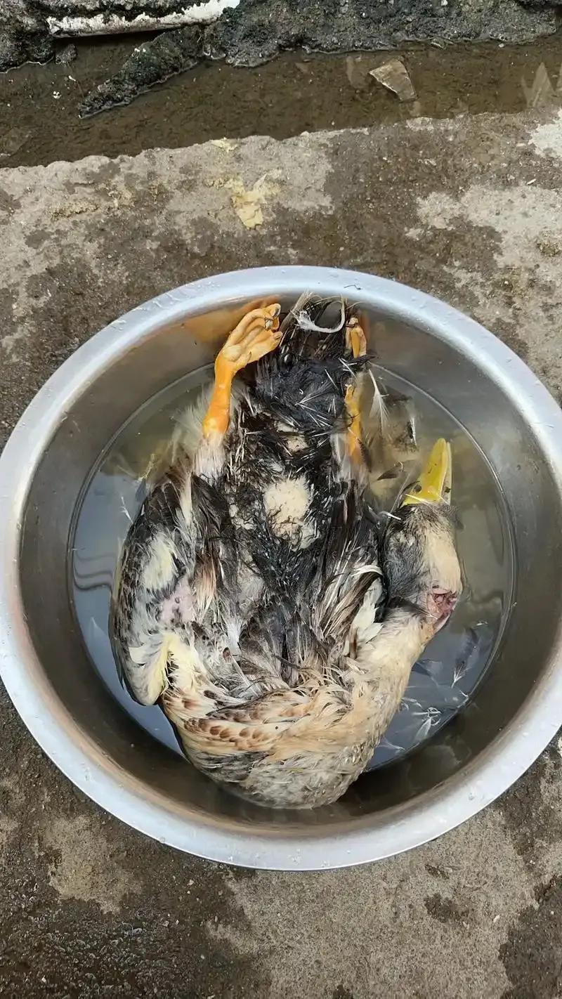 每年的中元节，我们那儿家家户户都必须杀一只鸭子，用老人的话说，这鸭子的用处可大了