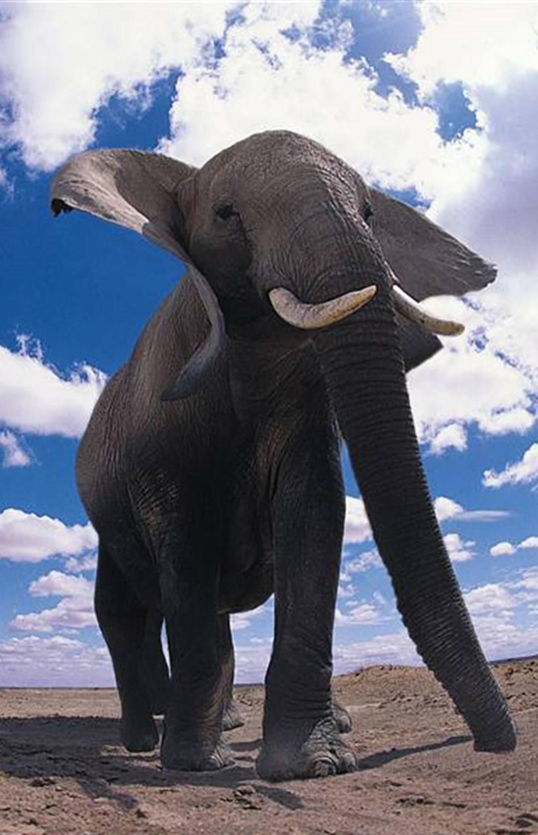 有钱人的游戏，结果狩猎者被猎物反杀。这事发生在非洲一个叫加蓬的国家，一名美国