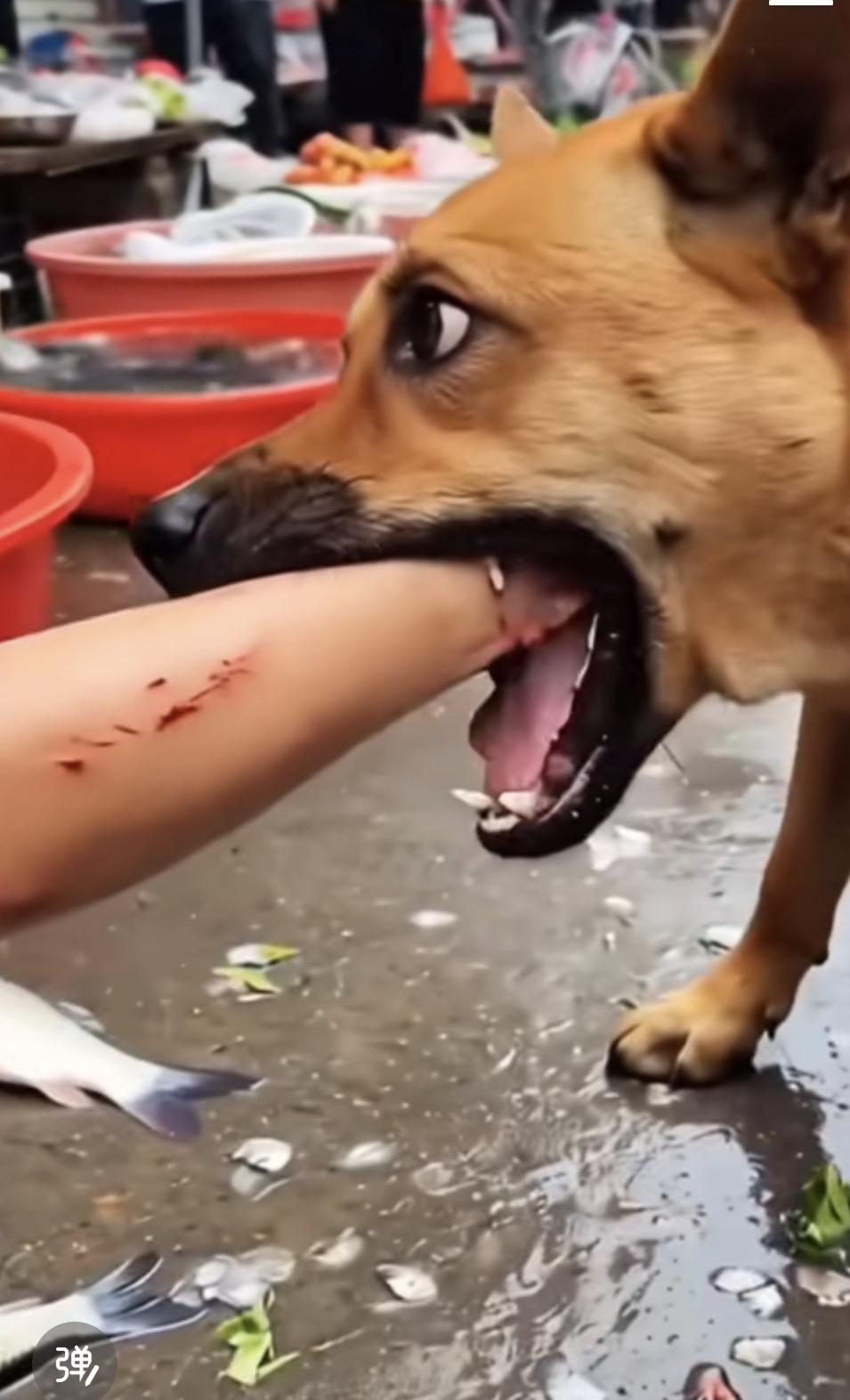 我个人从来很介意养狗，不信你们百度搜猫科动物身上含有高浓度尿酸，家有孩子的绝对不