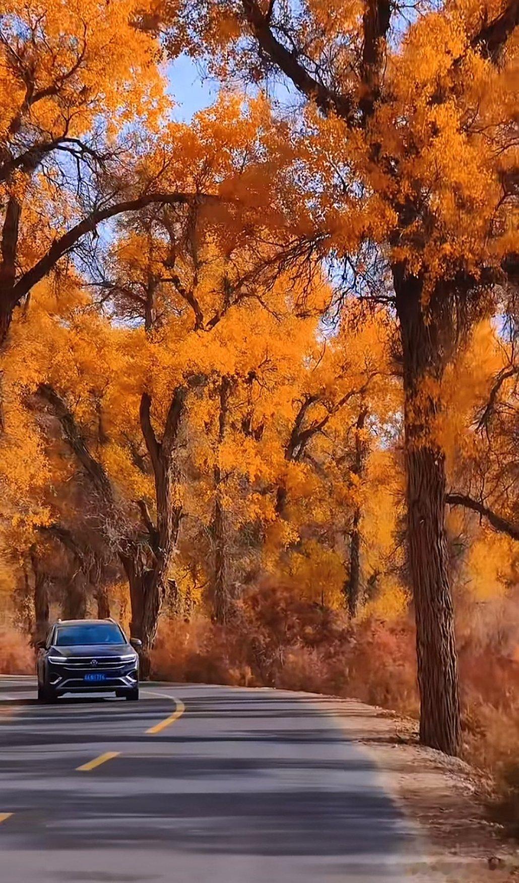 那些半句就封神的句子，其实后半句才是真相。初生牛犊不怕虎，长出犄角却怕狼。多情自