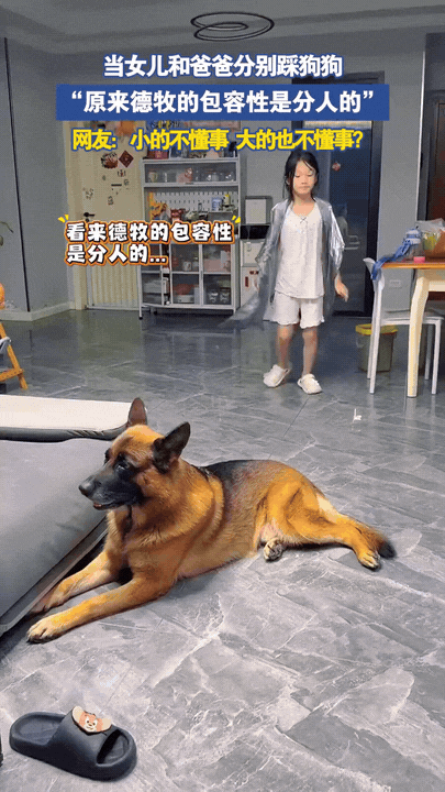当女儿和爸爸分别踩这只德牧，差别一下子就看出来了！小女孩踩到狗狗的时候，德牧安