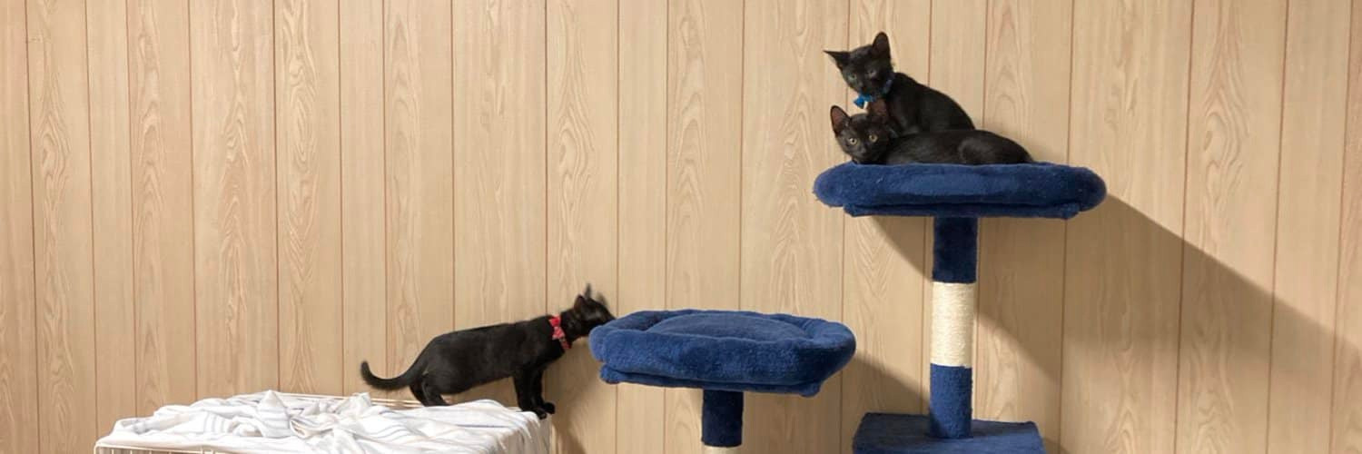 网友养了3只黑猫，这找起来有点难度（suga_sato_megu）