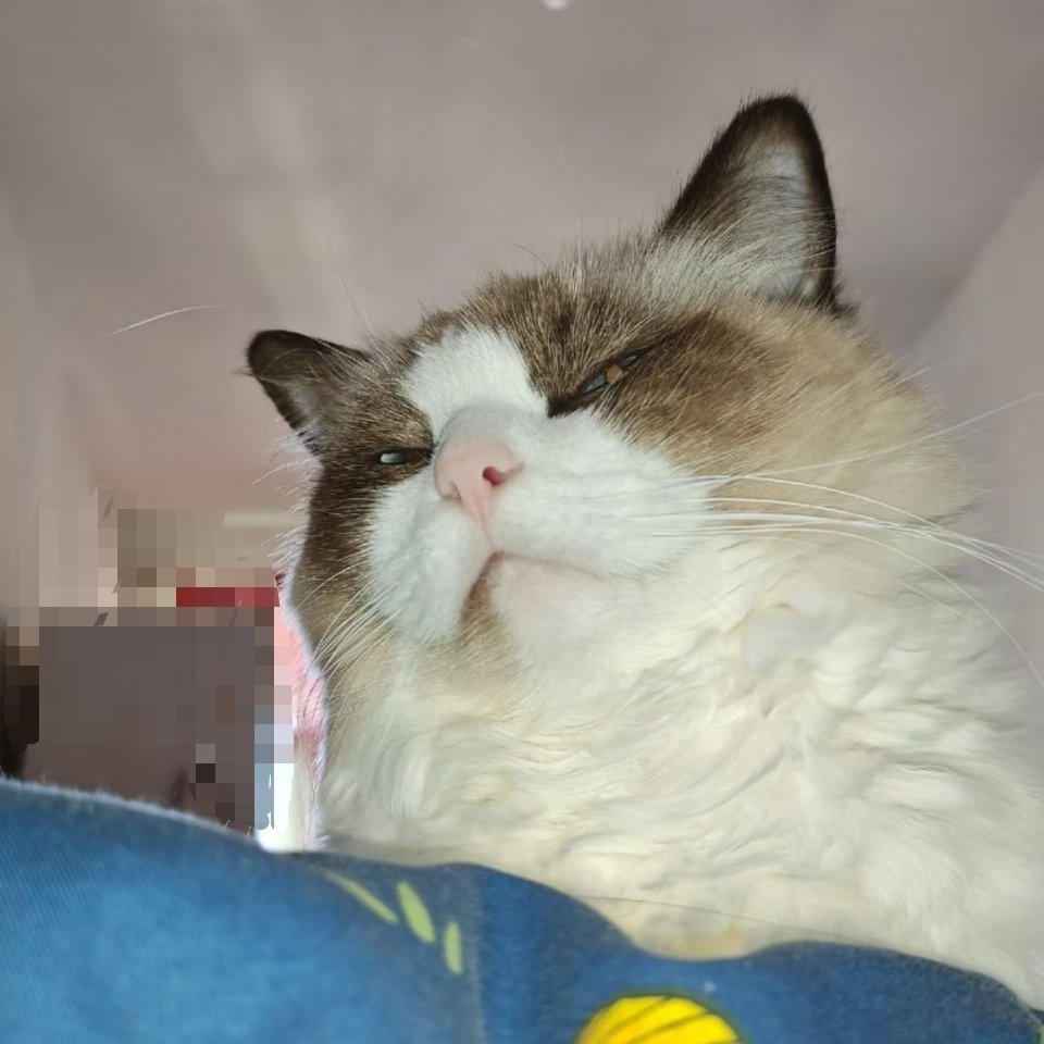 萌宠猫猫蔑视，像不像趴班级后窗户的班主任