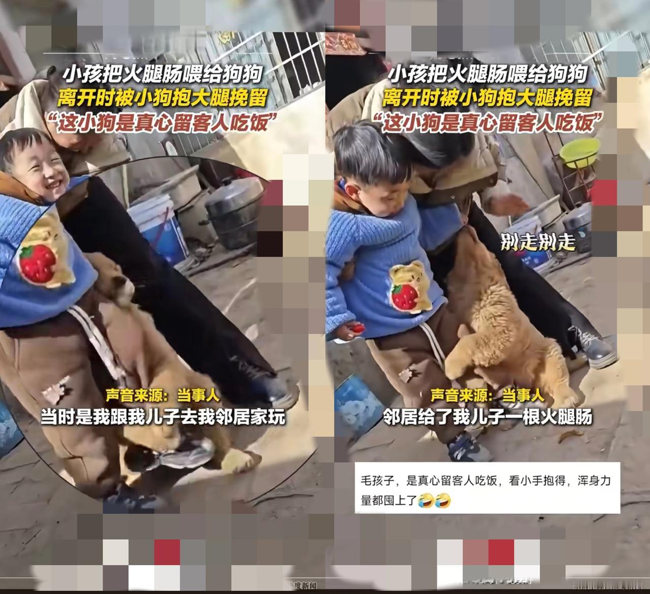 男孩喂流浪狗1根肠被“死缠”：别说是小狗执念，这是人类温柔该得的回响！