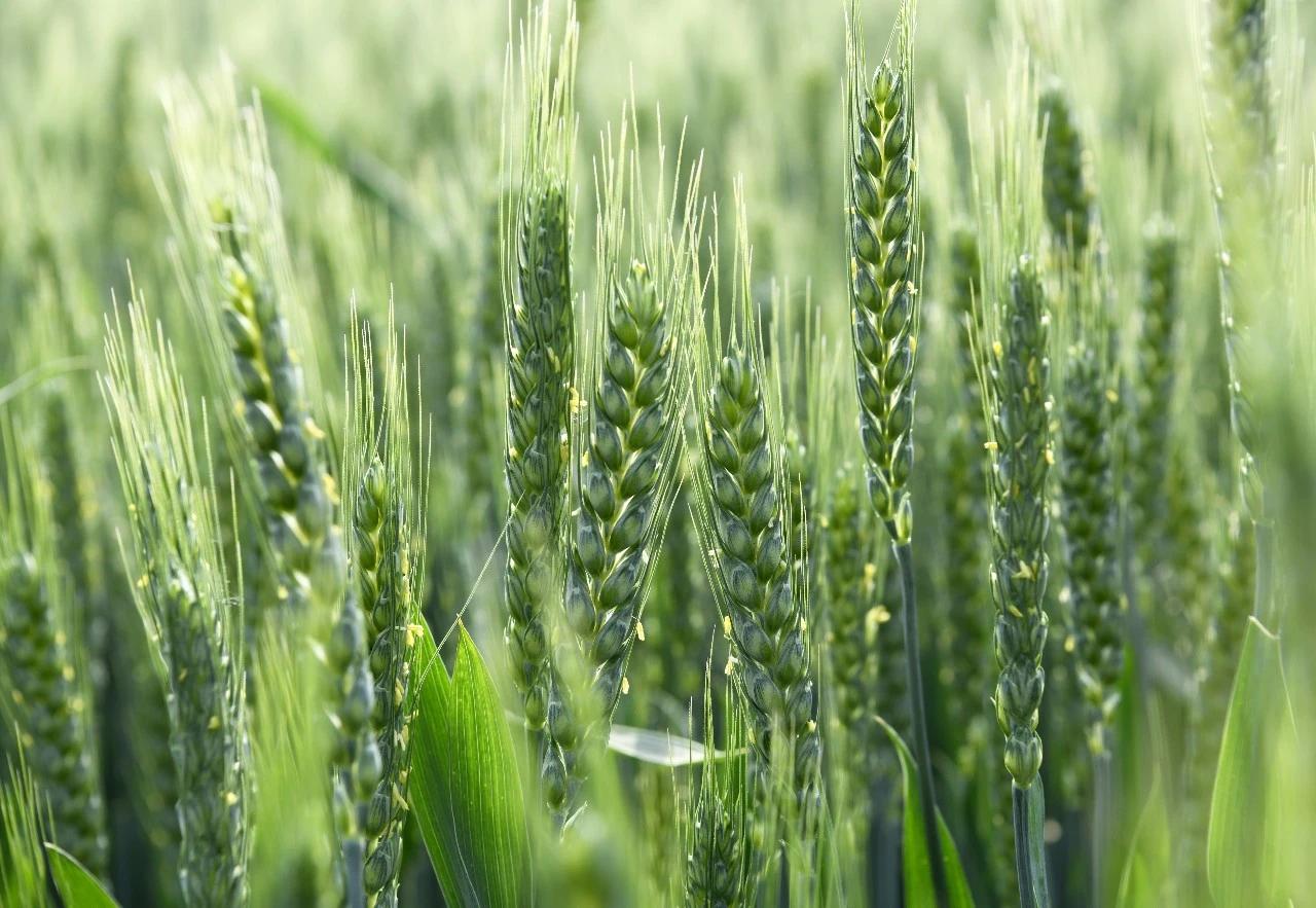 2026年4月20日9时39分，长沙正式迎来二十四节气中的谷雨，这也是春季的最后