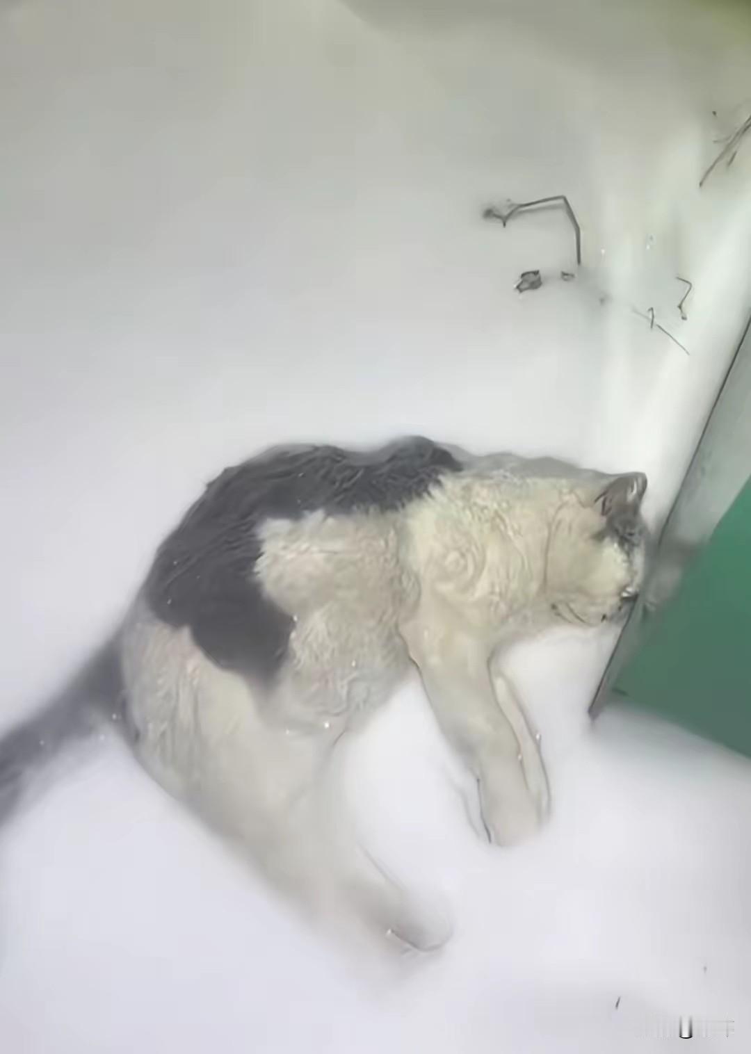 太可怜了！一位小姐姐经常投喂流浪猫，可她的城市最近下了很大的雪，而她也因为天气问