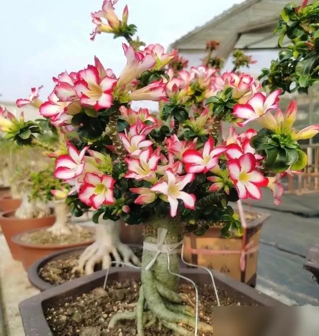 家人们谁懂啊！养个花咋就这么难？最近刷到一堆人说金枝玉叶、玉树总养死，一问全是太