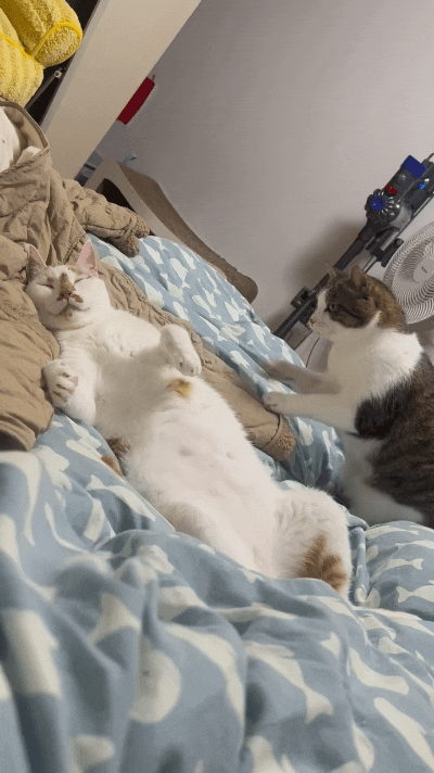刷着这段小猫的视频当场就给我逗笑了。黄花猫懒洋洋卧在床上眯着眼休息，看着像是睡着