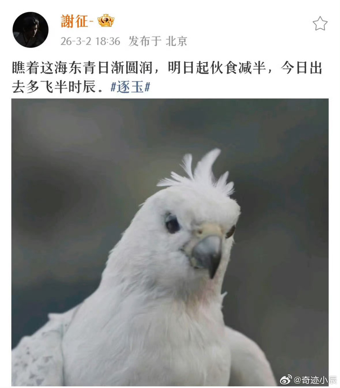 这隼隼是你姐夫微信《逐玉》弹幕绝了！宁娘找隼隼急哭，谢征说会回来，网友：隼隼是