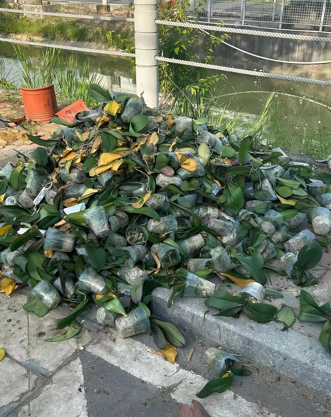 这花怎么都不要了吗