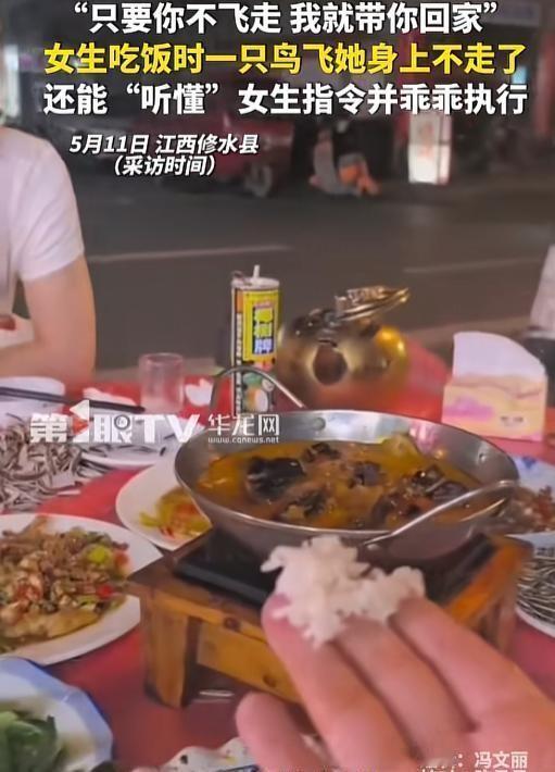 “太有灵性了！”江西修水，一女生吃饭时，一只小鸟竟如约般飞落她身上，甚至蹦到她头