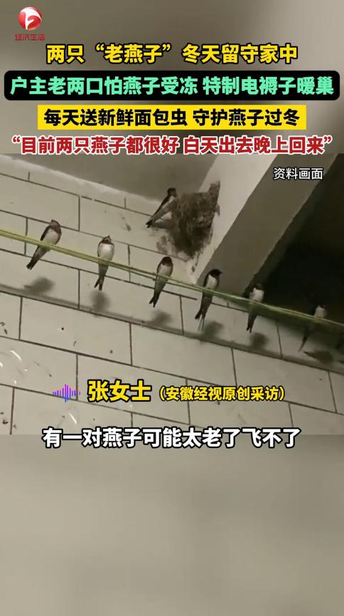 “万物皆有灵！”河北保定，一修理厂秋天时飞来许多燕子，随着天气逐渐变冷，燕子们都