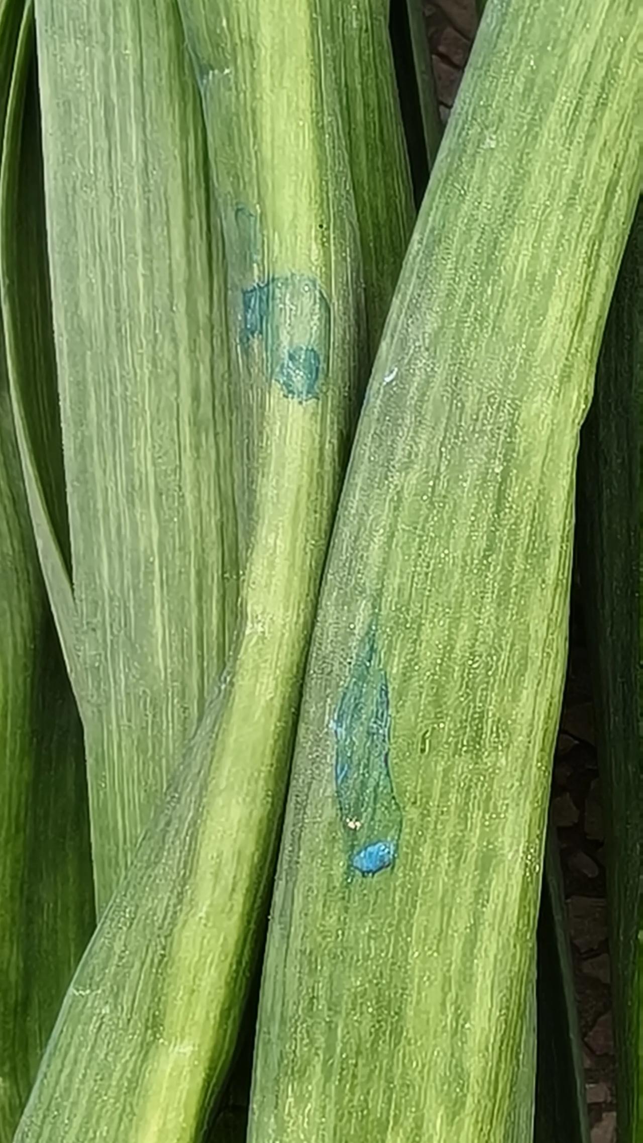 蒜苗叶子上有蓝色物质，是喷洒的什么药物，保鲜剂还是助长药，超市里，菜市场这样的蒜