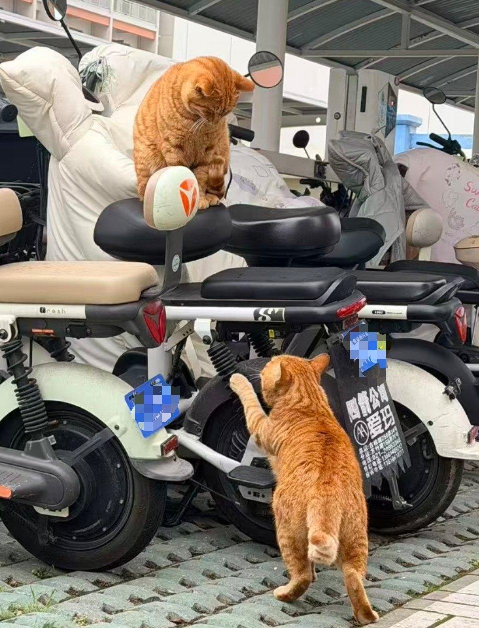 萌宠橘：你下来，让我上去