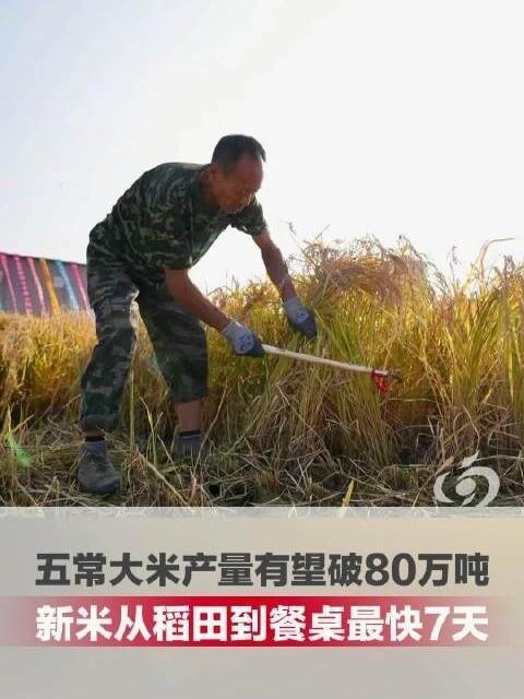 内幕彻底揭开，不再遮掩！9月28日河南，大河报报道，黑龙江五常大米开启2026