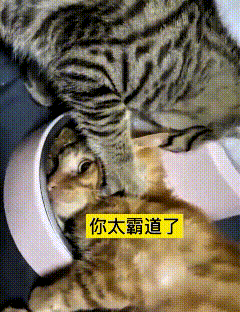 俩猫搁一块儿干饭，小橘猫刚凑饭盆跟前，还没等张嘴造呢。旁边那狸花猫贼霸道，上去