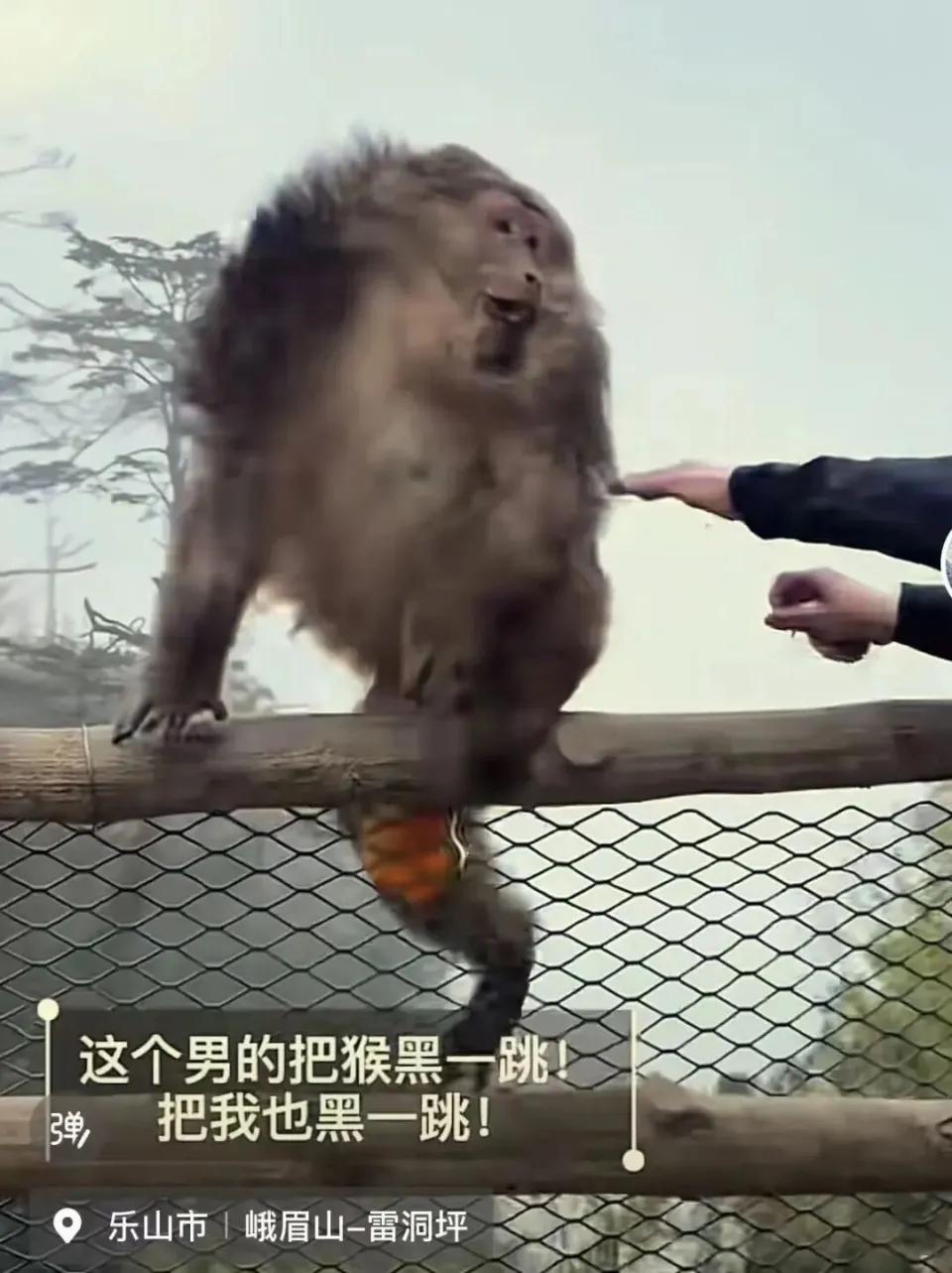 峨眉山那个推猴子的男子，终于被查到了。峨眉山景区给他的处罚是：列入不文明游客黑