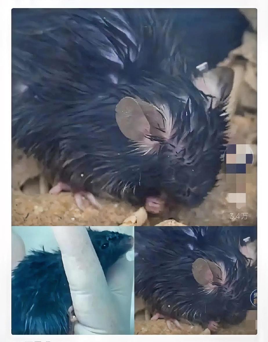 当所有人的目光聚焦于航天英雄时，有4只“太空出差鼠”同样值得我们致敬！原本计