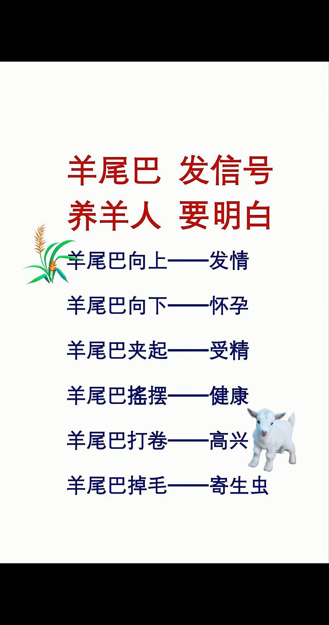 养羊人农村养羊牛羊养殖