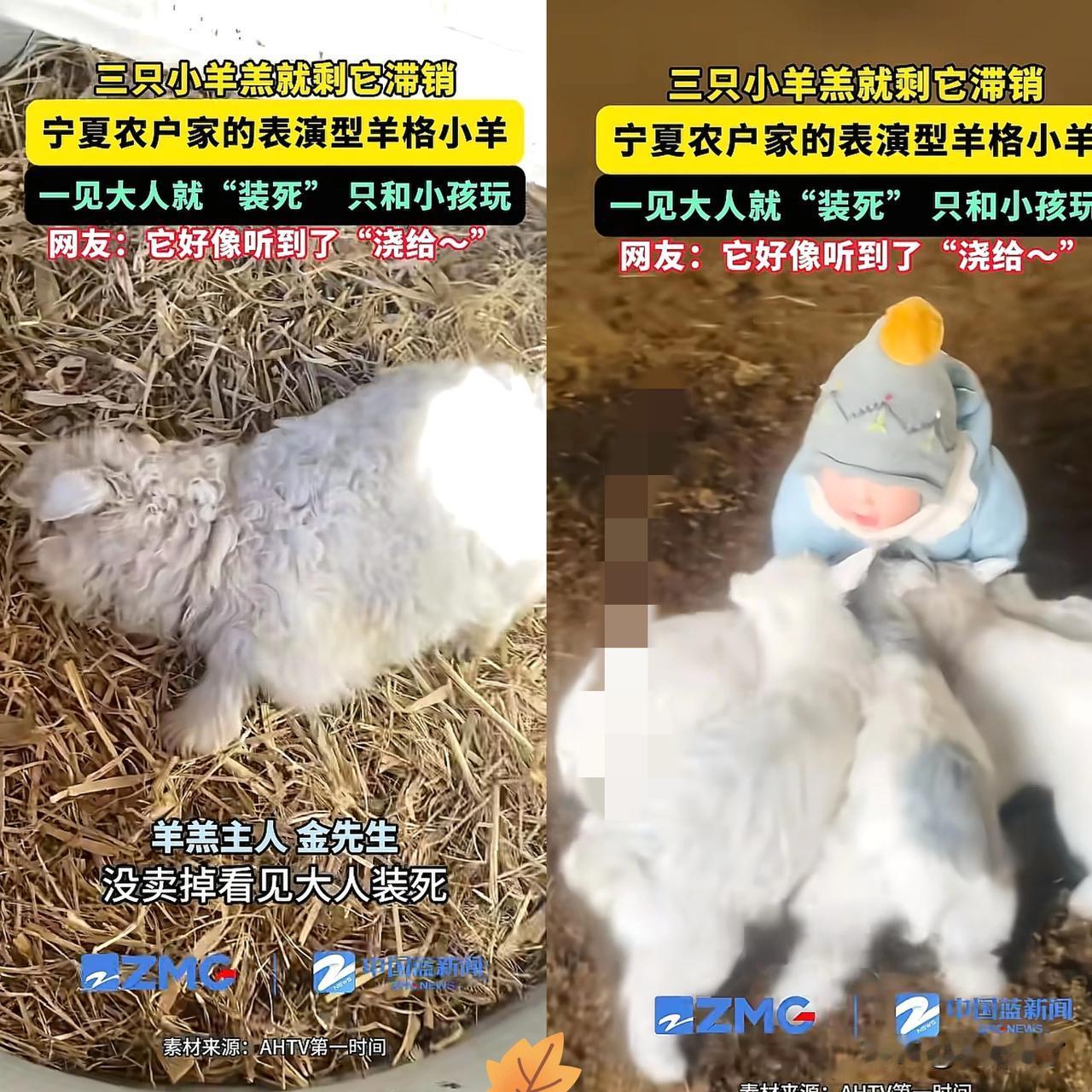 “解释不清了！”宁夏，男子把家里养的小羊拉到集市去卖，其他小羊都被顺利买走，唯独