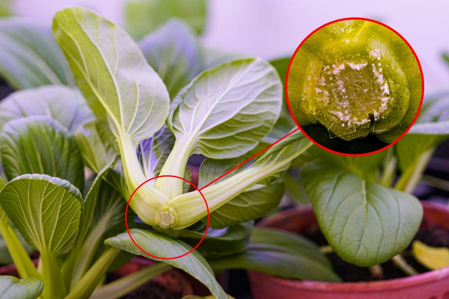 往蔬菜里打褪黑素，能延长其保鲜期？没错。MIT和新加坡团队发现，褪黑素不仅能帮