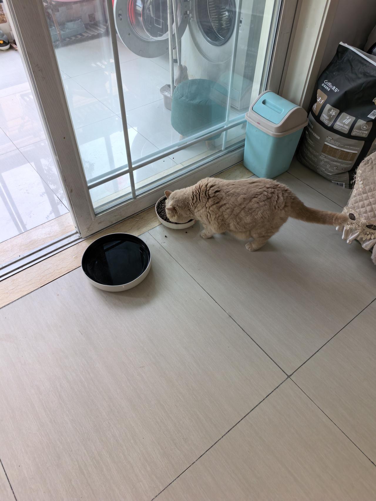 养猫也有养猫的快乐，看到你主动用身体蹭你，似乎在与你交流，示好！