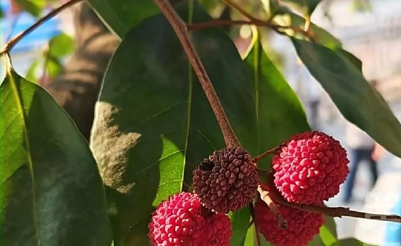 这个季节长出荔枝，相信所有的广东人都不会相信不过就在广东东莞，有人发现一棵荔枝