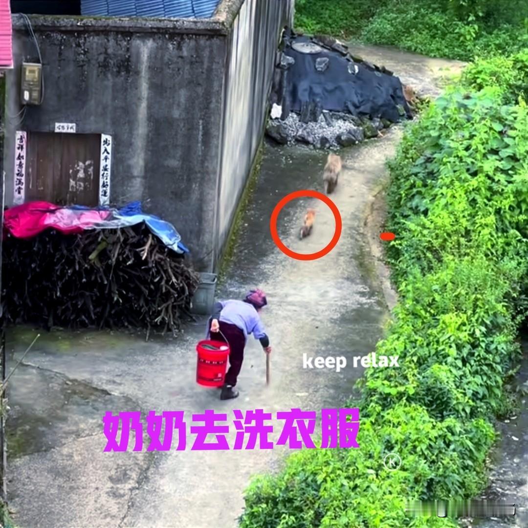 村里的一位老奶奶，在邻居家抓了一只小狗回来养。狗妈妈会时不时地过来看一下小狗，当