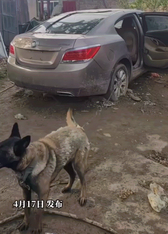 一男子在网上分享，一户人家不但将狗拴在车上，而且还直接用这车当狗的狗窝。视频显示