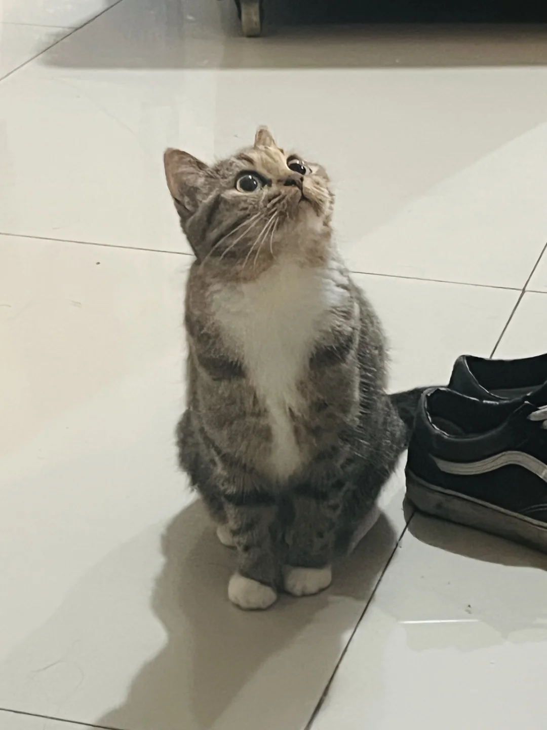 救命！这猫怎么自带美瞳效果啊👀