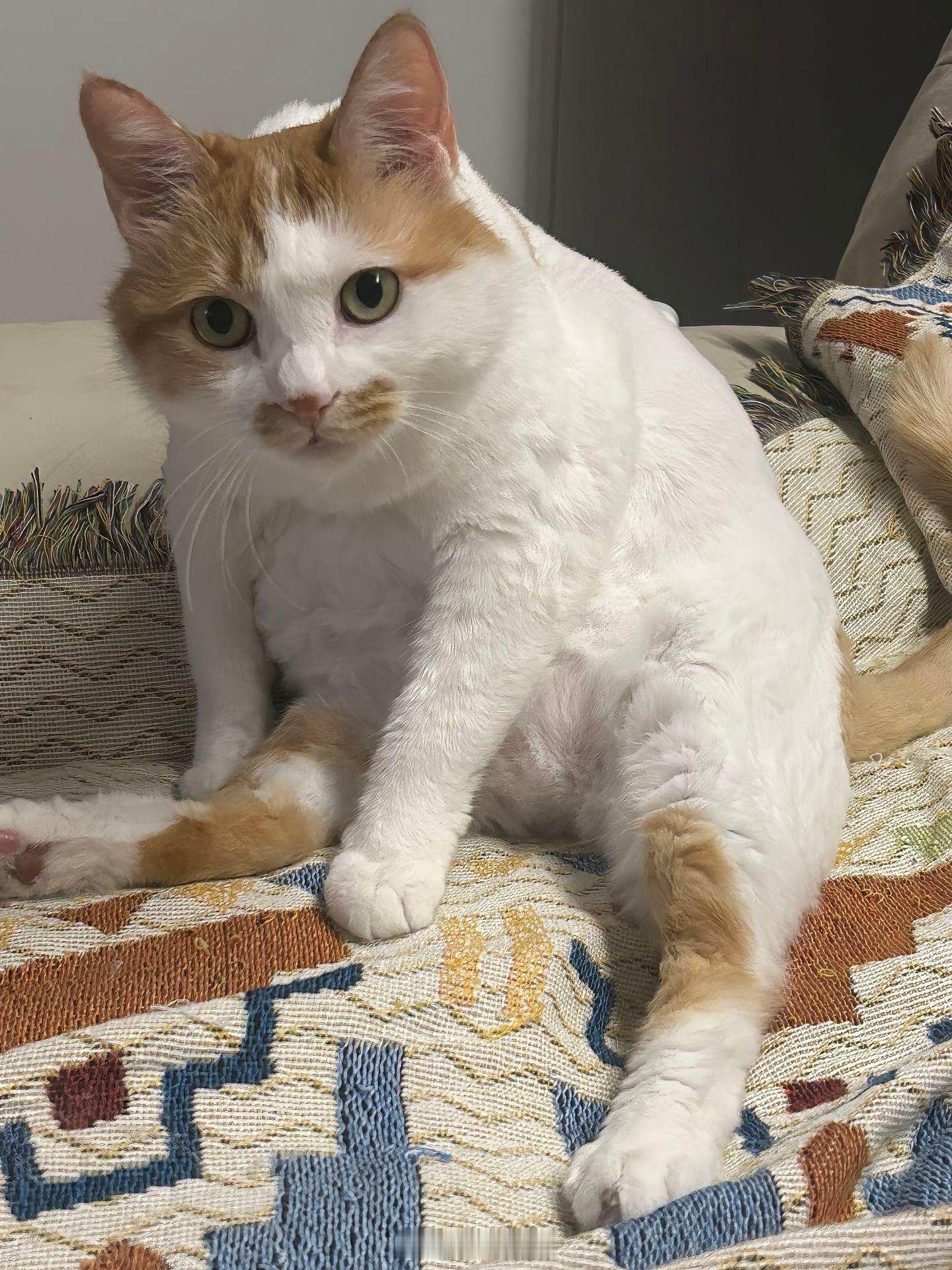 呆傻的猫​​​