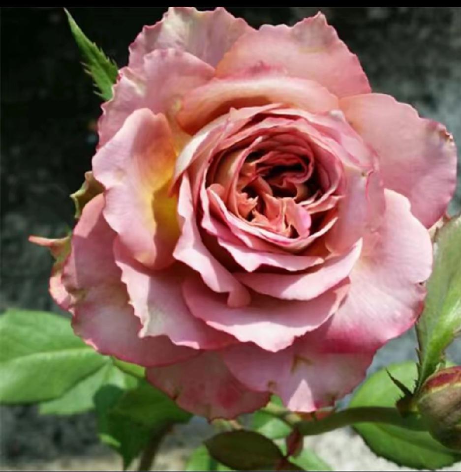 心狠点儿子给我发来截图，打开一看，是他的微信余额，还有137元。接下来，给我发