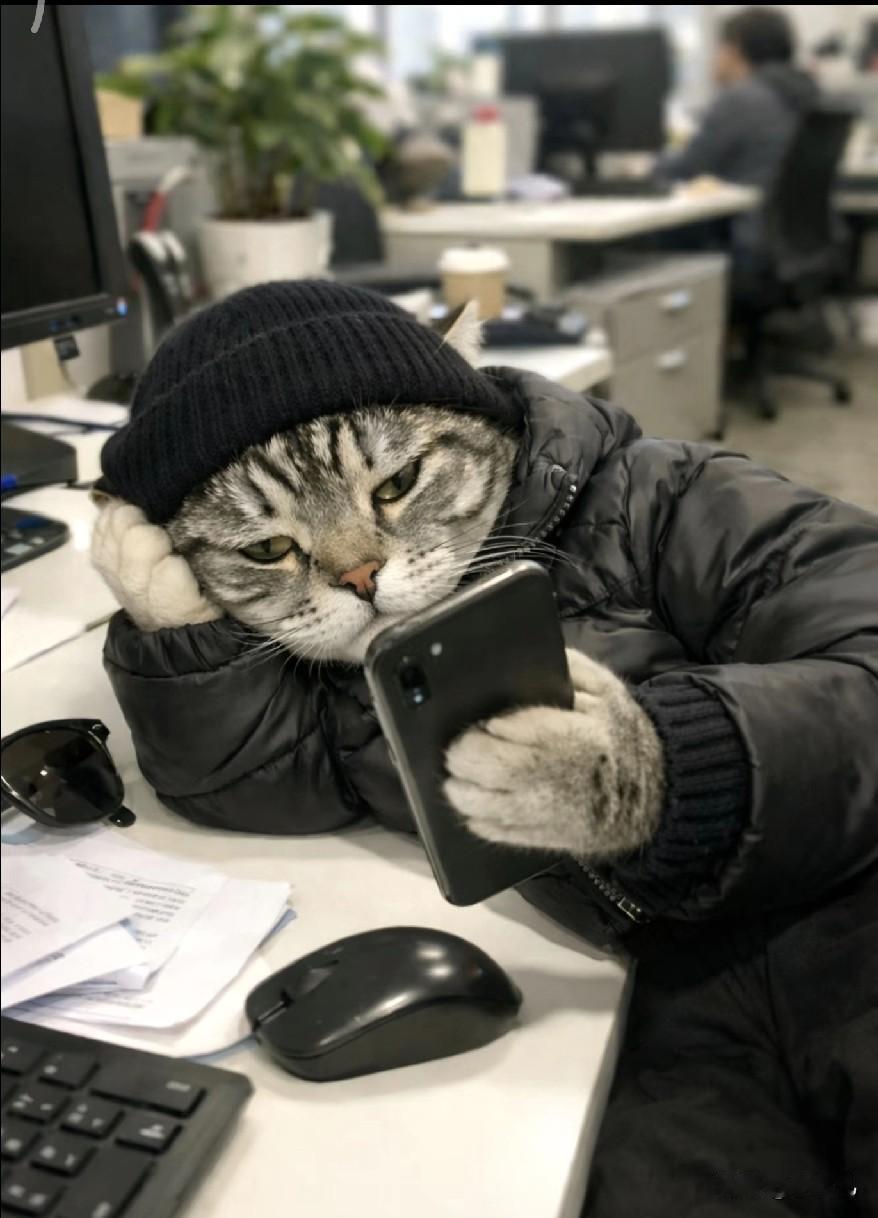 亲，俺家的小宝贝一到夜里关灯躺床上，我家猫总蹲旁边盯着我手机看，屏幕一亮它就挪不