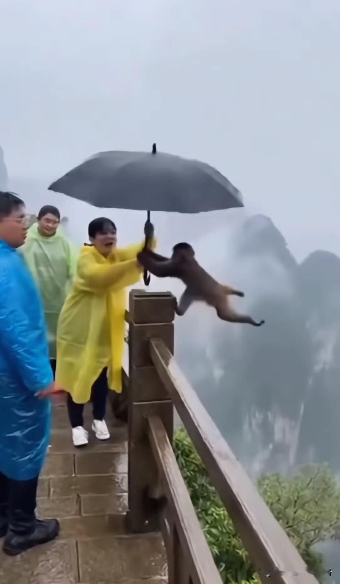 峨眉山的猴子非常讨厌，大家如果去过峨眉山的话，都知道那里的猴子不仅会撩妹，还会袭