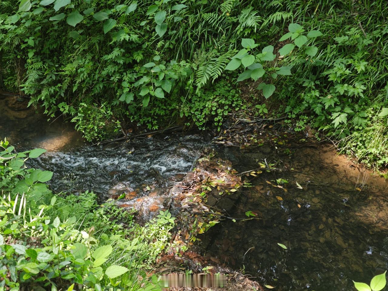 植物园西南方向的小溪沟，以及盆景园。来自的记录。