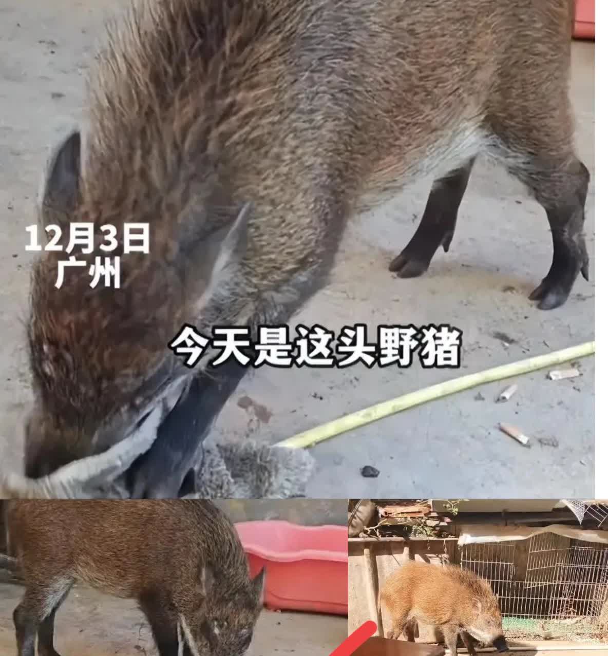 “这野猪成精了吧！”广东一男子家闯进来只小野猪，看着像饿坏了，他干脆煮了碗面条喂