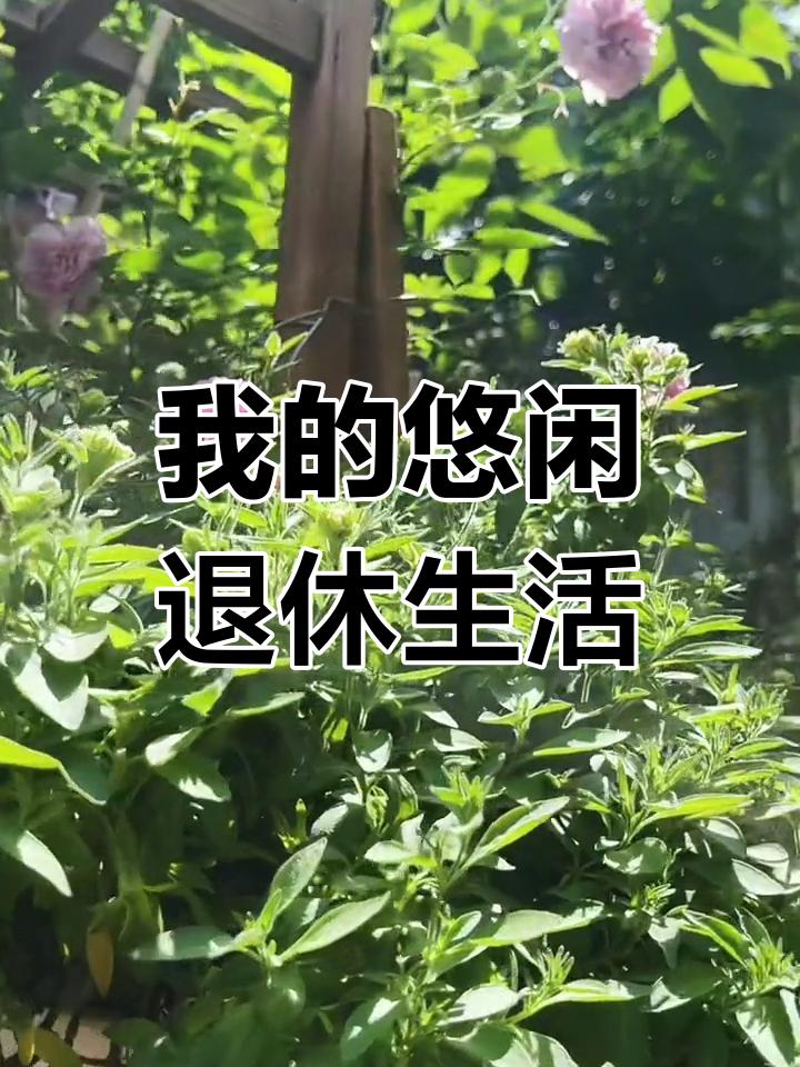 退休后你会选择旅居吗？退休后，你会选择旅居吗？这是许多即将步入退休生活的人们