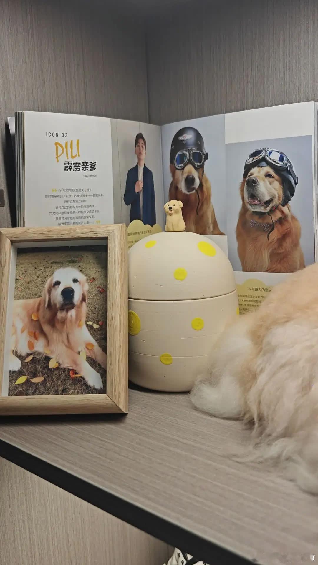 时间一晃过去一年了，霹雳你在那边还好吗。看，这是爸爸为你画的墙绘，在我们游乐园最