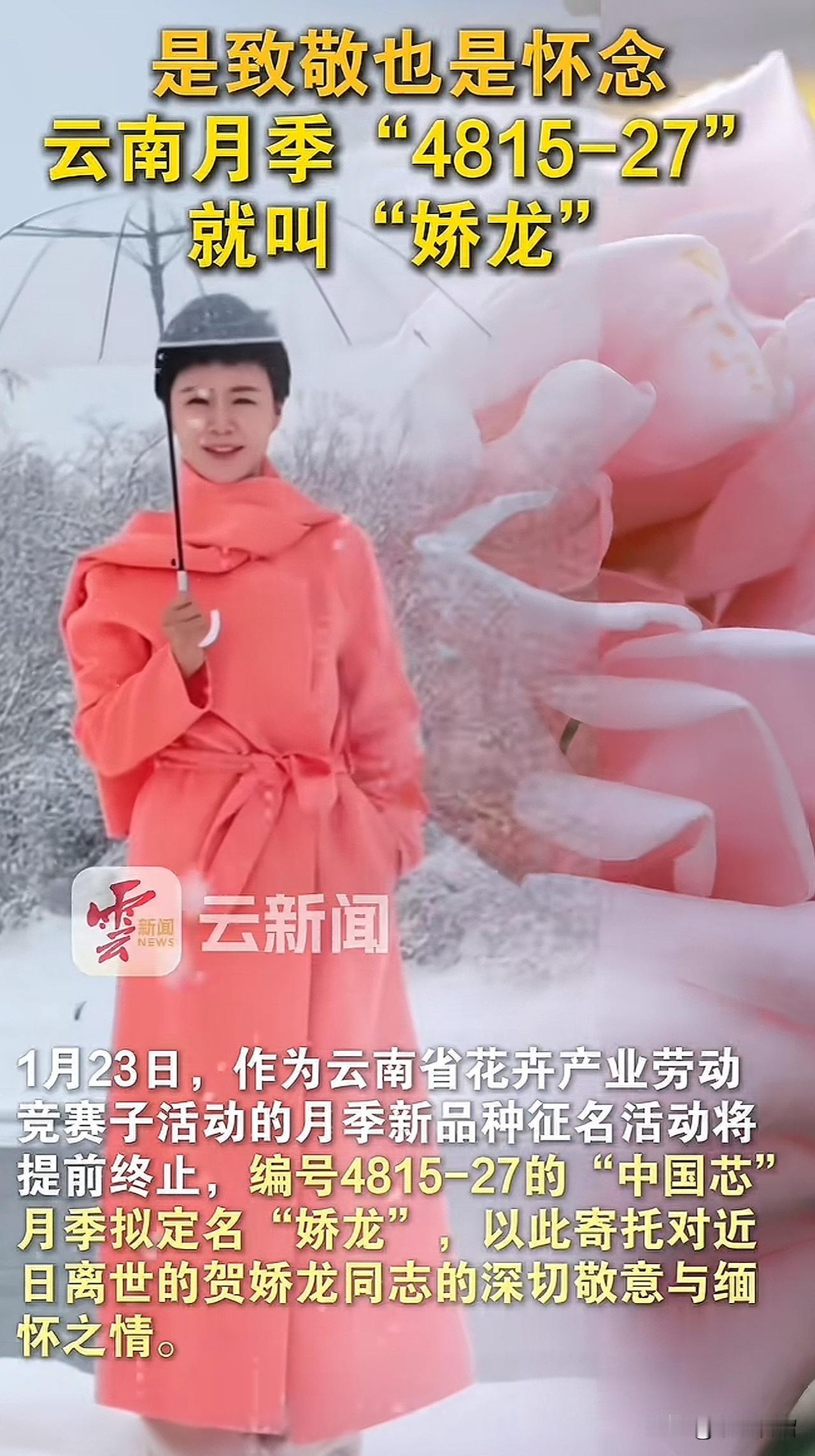 确定了，就叫“娇龙”。云南“4815-27”号玫瑰确定拟