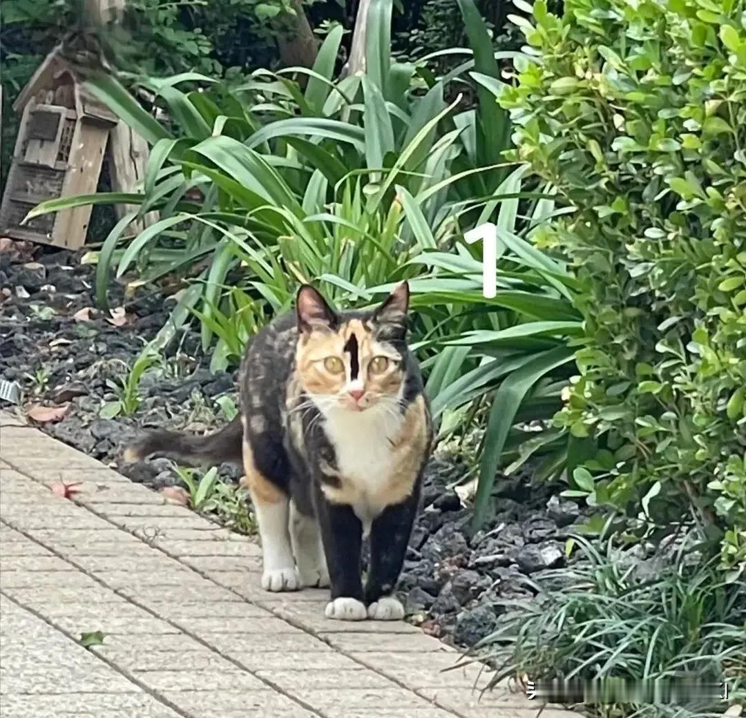 高校校园里有一只流浪猫，脑门上有一个明显的阿拉伯数字1字，一开始同学们都以为是人