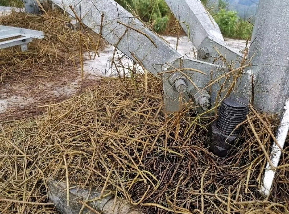 第一眼以为是树枝，没想到是竹节虫