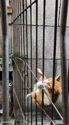 猫咪铁栏杆上演高空一字步，看得人捏一把冷汗你瞅瞅这只大橘猫，胆子是真不小！