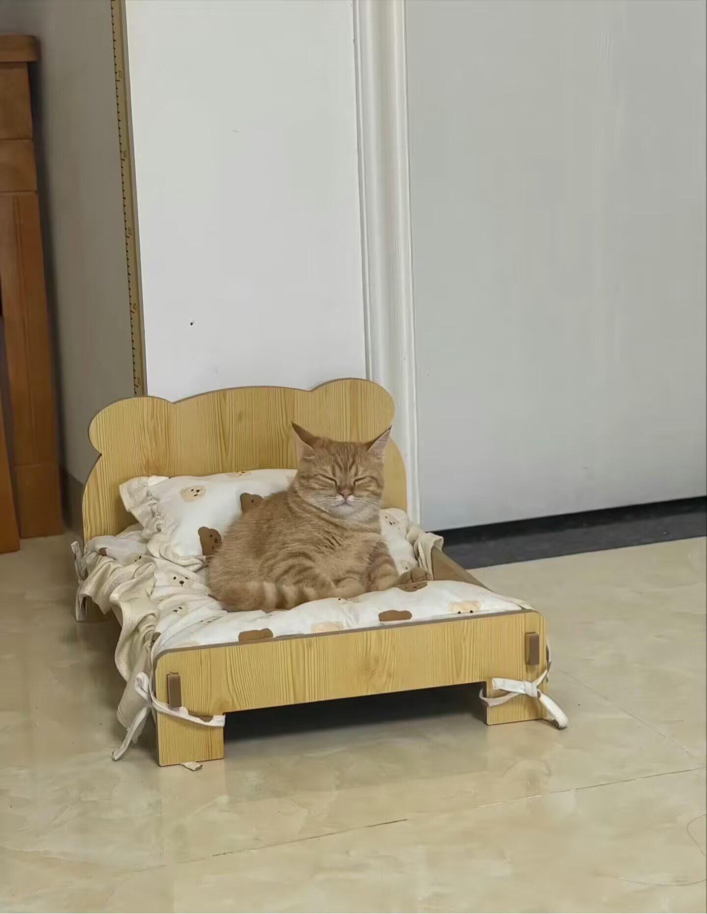 非常震惊，小猫咪床塌了​​​