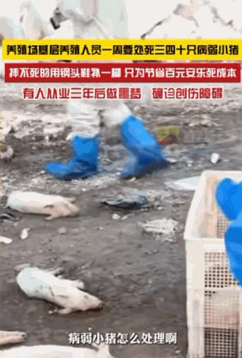6月10日报道，一家养殖场里，养殖员每周都要亲手摔三四十只体弱的小猪，还得用脚上