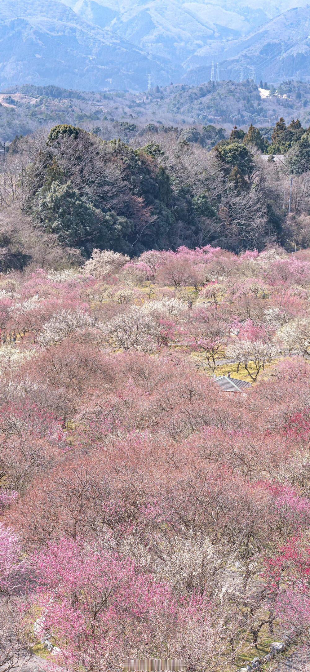 “那就祝她这一生心想事成，风光荣耀算她的，假如摔了，我接着。”——鹿灵《蜜桃咬一