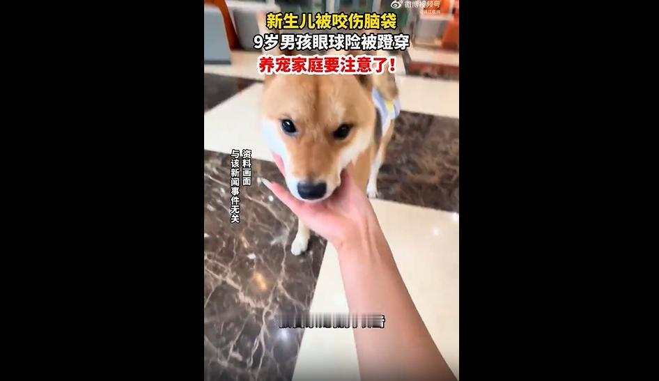 近日，浙江的一对年轻夫妇家里养了多年的宠物狗，平时很是乖巧温顺，从来没有攻击过人