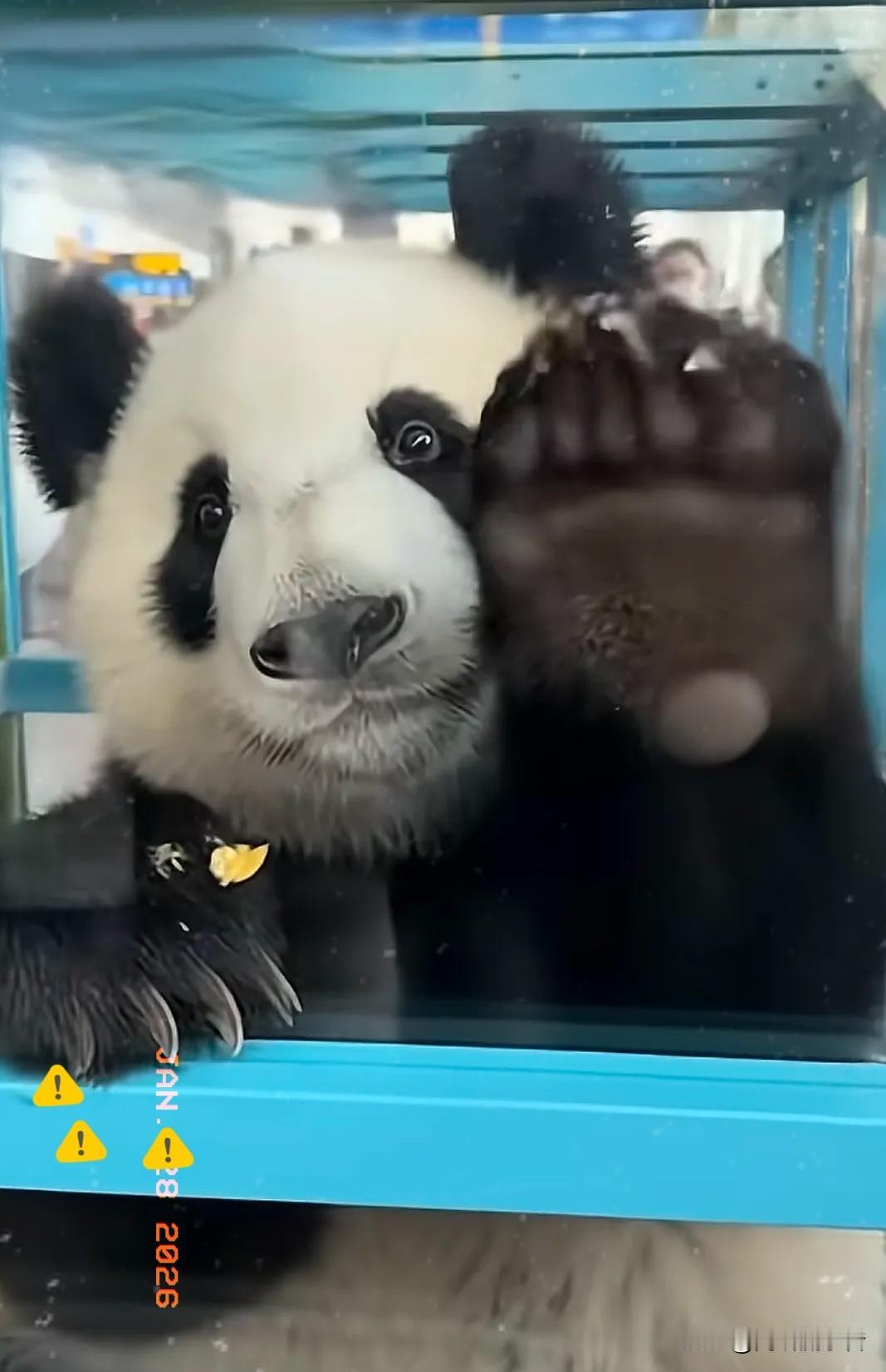 国宝从日本回到祖国，毫不犹豫地展现出大国的气度；见到亲人，国宝也会亲切地打招呼