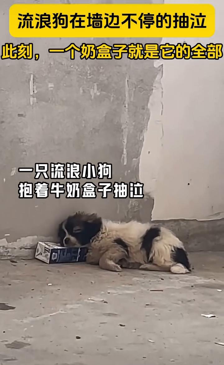 流浪狗在墙边不停的抽泣，此刻一个奶盒子就是它的全部。一只流浪小狗抱着牛奶盒子抽泣