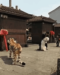 老虎的威慑力，哪怕是人假扮的，汪星人吓得拔腿就跑。