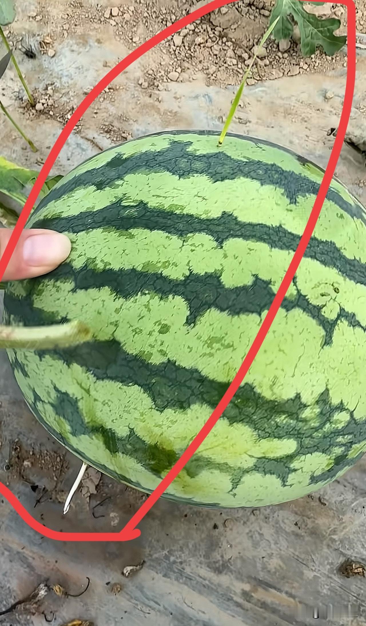 世界之大，无奇不有！一根小草，穿过西瓜的身体里，长了出来😯朋友说到手的财富